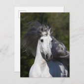 Bob Langrish Gray Andalucian headshot Mane Fstrome Briefkaart (Voorkant / Achterkant)