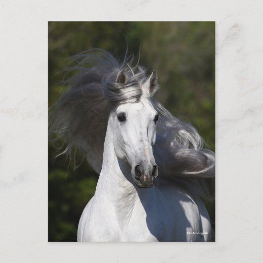 Bob Langrish Gray Andalucian headshot Mane Fstrome Briefkaart (Voorkant)