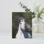 Bob Langrish Gray Andalucian headshot Mane Fstrome Briefkaart (Staand voorkant)