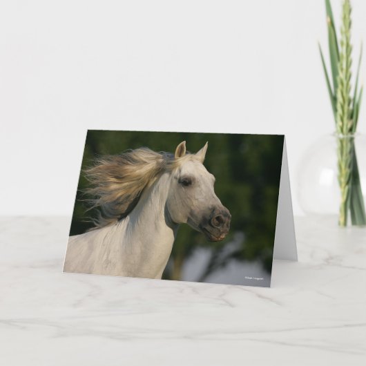 Bob Langrish Gray Andalucian Headshot Mane Fstrome Kaart (Voorkant)