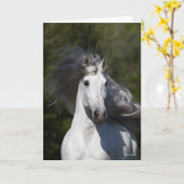 Bob Langrish Gray Andalucian headshot Mane Fstrome Kaart (Gele Bloem)