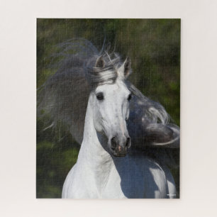Bob Langrish Gray Andalucian headshot Mane Fstrome Legpuzzel