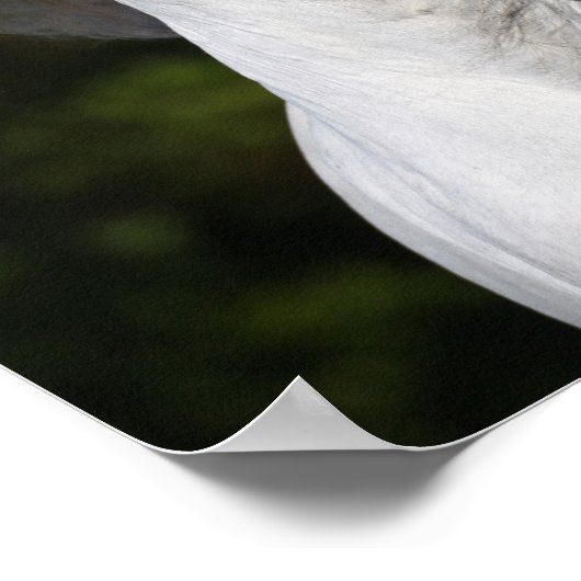 Bob Langrish Gray Andalucian headshot Mane Fstrome Poster (Hoek)