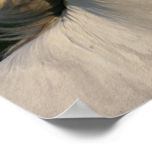 Bob Langrish Gray Andalucian Headshot Mane Fstrome Poster (Hoek)