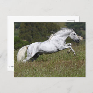Bob Langrish Gray Andalucian Leaping Through Grass Briefkaart