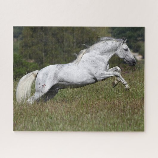 Bob Langrish Gray Andalucian Leaping Through Grass Legpuzzel (Horizontaal)