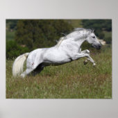 Bob Langrish Gray Andalucian Leaping Through Grass Poster (Voorkant)