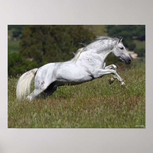 Bob Langrish Gray Andalucian Leaping Through Grass Poster (Voorkant)
