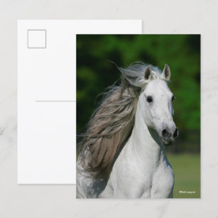 Bob Langrish Gray Andalucian Stallion headshot Briefkaart