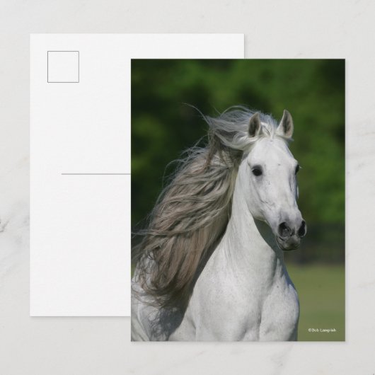 Bob Langrish | Gray Andalucian Stallion headshot Briefkaart (Voorkant / Achterkant)