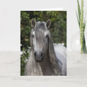 Bob Langrish | Gray Andalucian Stallion headshot Kaart (Voorkant)