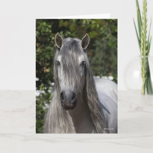 Bob Langrish | Gray Andalucian Stallion headshot Kaart (Voorkant)
