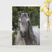 Bob Langrish | Gray Andalucian Stallion headshot Kaart (Gele Bloem)