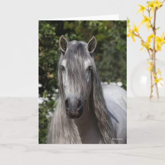 Bob Langrish | Gray Andalucian Stallion headshot Kaart (Gele Bloem)
