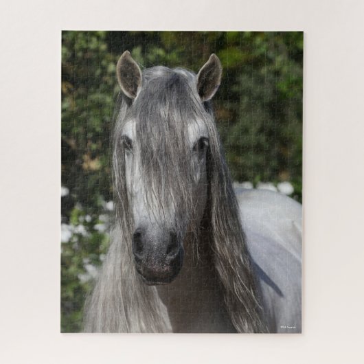 Bob Langrish | Gray Andalucian Stallion headshot Legpuzzel (Verticaal)