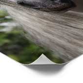 Bob Langrish | Gray Andalucian Stallion headshot Poster (Hoek)