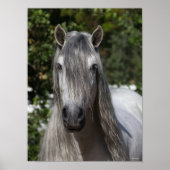 Bob Langrish | Gray Andalucian Stallion headshot Poster (Voorkant)