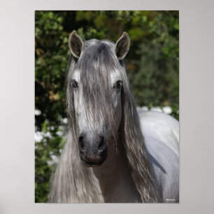 Bob Langrish   Gray Andalucian Stallion headshot Poster