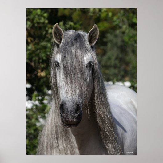 Bob Langrish | Gray Andalucian Stallion headshot Poster (Voorkant)