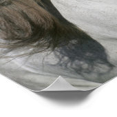 Bob Langrish | Gray Andalucian Stallion headshot Poster (Hoek)