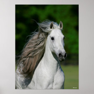 Bob Langrish   Gray Andalucian Stallion headshot Poster