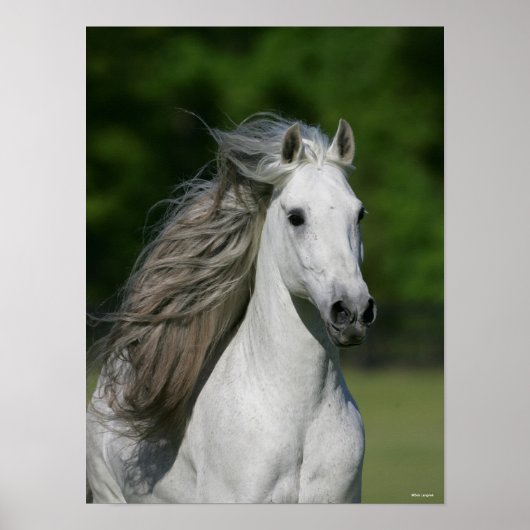 Bob Langrish | Gray Andalucian Stallion headshot Poster (Voorkant)