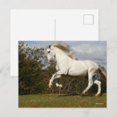 Bob Langrish | Gray Andalucian Stallion Leaping Briefkaart (Voorkant / Achterkant)