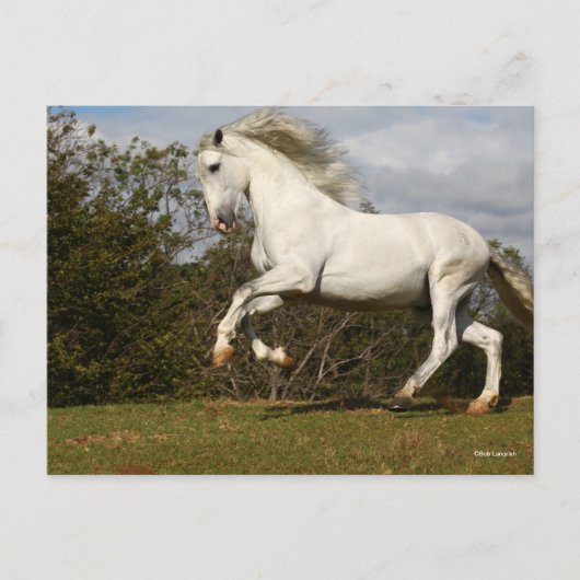 Bob Langrish | Gray Andalucian Stallion Leaping Briefkaart (Voorkant)