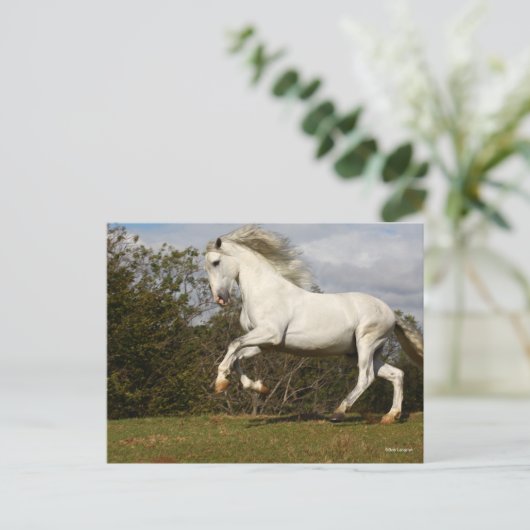 Bob Langrish | Gray Andalucian Stallion Leaping Briefkaart (Staand voorkant)