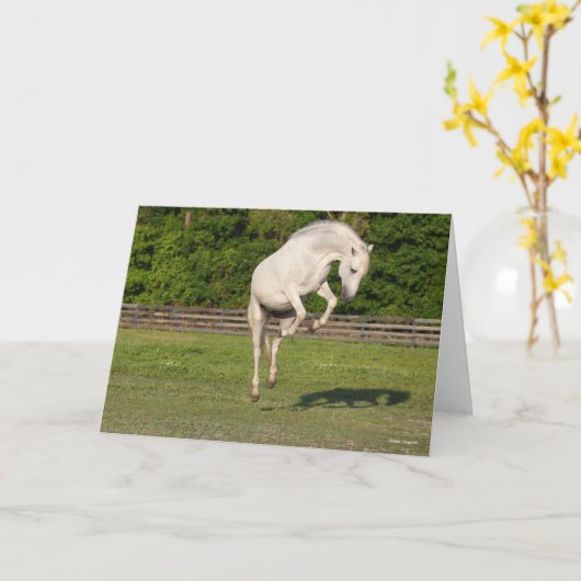 Bob Langrish | Gray Andalucian Stallion Leaping Kaart (Gele Bloem)