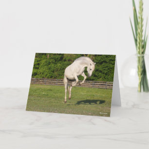 Bob Langrish   Gray Andalucian Stallion Leaping Kaart