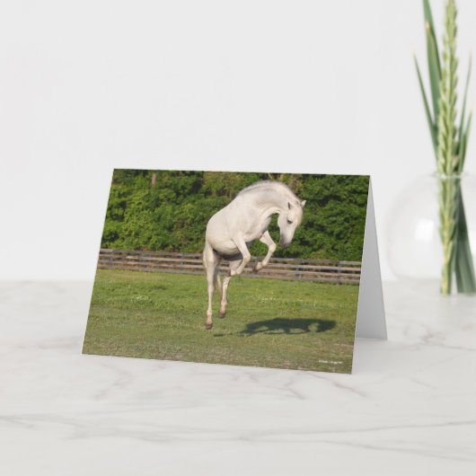 Bob Langrish | Gray Andalucian Stallion Leaping Kaart (Voorkant)