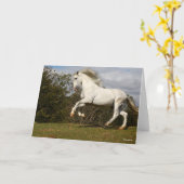 Bob Langrish | Gray Andalucian Stallion Leaping Kaart (Gele Bloem)