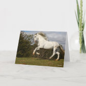 Bob Langrish | Gray Andalucian Stallion Leaping Kaart (Voorkant)