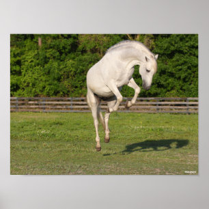 Bob Langrish   Gray Andalucian Stallion Leaping Poster