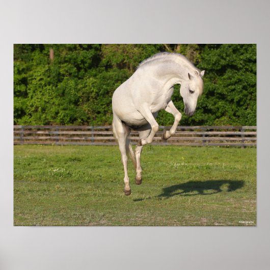 Bob Langrish | Gray Andalucian Stallion Leaping Poster (Voorkant)