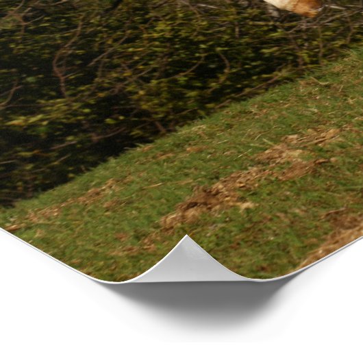 Bob Langrish | Gray Andalucian Stallion Leaping Poster (Hoek)