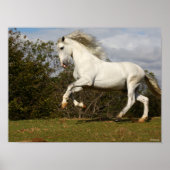 Bob Langrish | Gray Andalucian Stallion Leaping Poster (Voorkant)