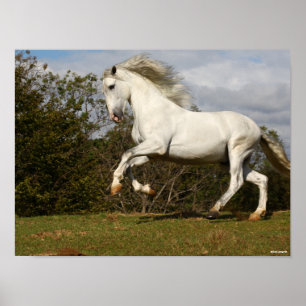 Bob Langrish Gray Andalucian Stallion Leaping Poster