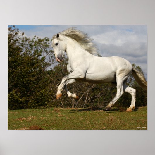 Bob Langrish | Gray Andalucian Stallion Leaping Poster (Voorkant)