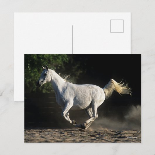 Bob Langrish | Gray Arab Mare Running Briefkaart (Voorkant / Achterkant)