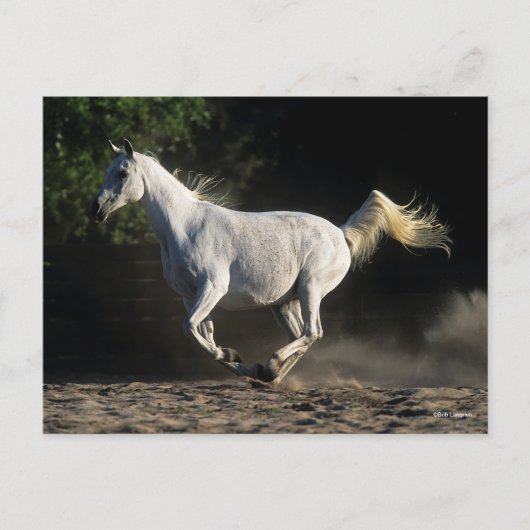 Bob Langrish | Gray Arab Mare Running Briefkaart (Voorkant)