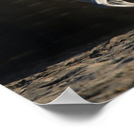 Bob Langrish | Gray Arab Mare Running Poster (Hoek)