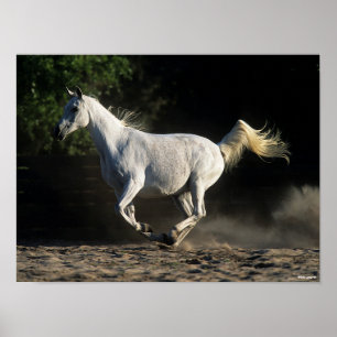 Bob Langrish   Gray Arab Mare Running Poster
