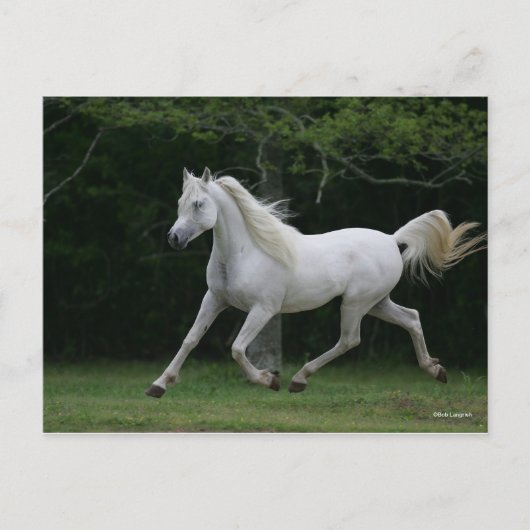 Bob Langrish | Gray Arab Running Briefkaart (Voorkant)