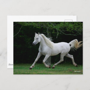 Bob Langrish Gray Arab Running Briefkaart