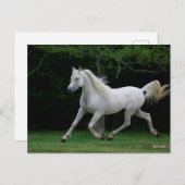 Bob Langrish | Gray Arab Running Briefkaart (Voorkant / Achterkant)