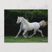 Bob Langrish | Gray Arab Running Briefkaart (Voorkant)