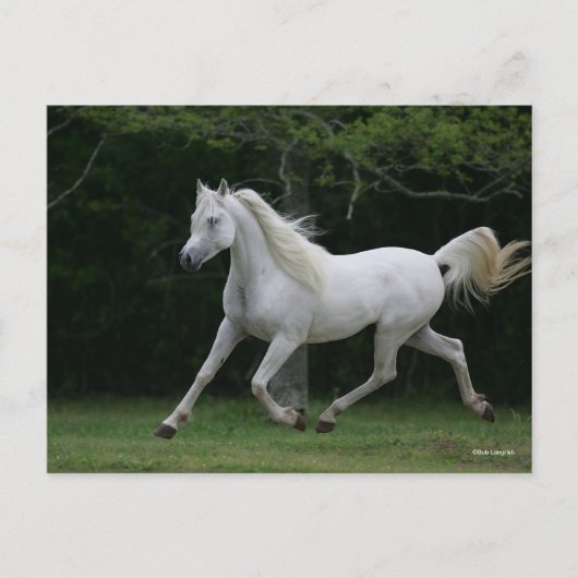 Bob Langrish | Gray Arab Running Briefkaart (Voorkant)