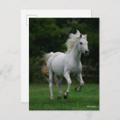 Bob Langrish | Gray Arab Running Briefkaart (Voorkant / Achterkant)